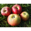 apfel-jakob_fischer