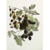 brombeeren