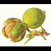 walnuss-frucht_34860262