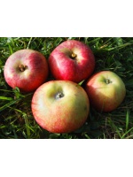 apfel-jakob_fischer_557399392
