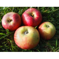 apfel-jakob_fischer_557399392