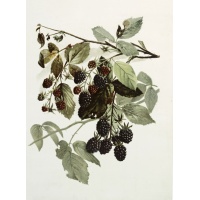 brombeeren