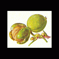 walnuss-frucht_34860262